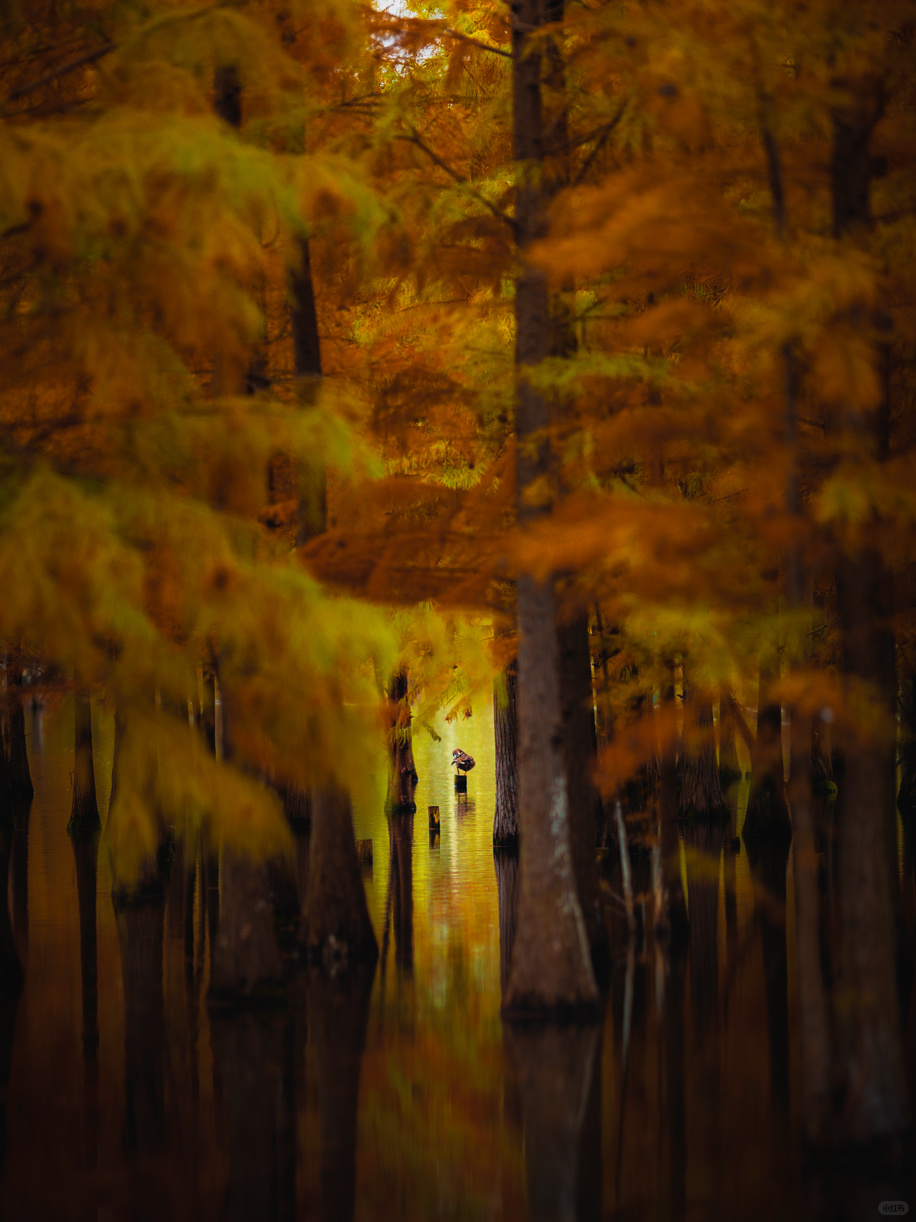 Chengdu/Chongqing-Chengdu Bailuwan Wetland Park, with colorful trees in the lake!