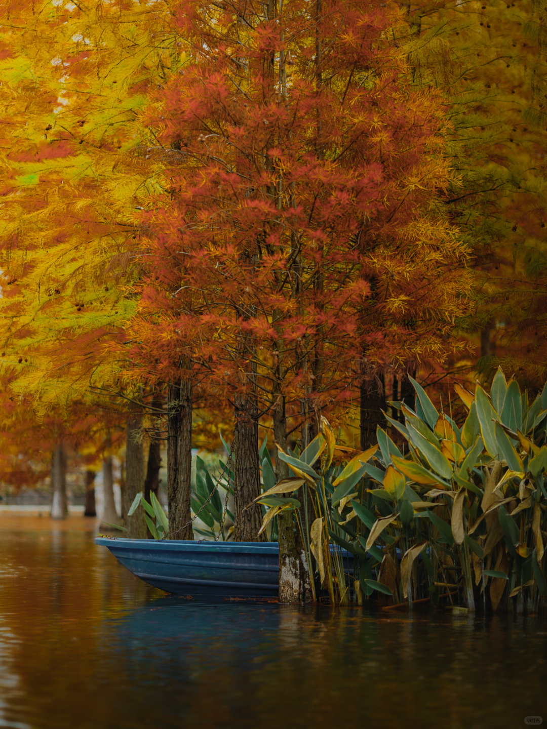 Chengdu/Chongqing-Chengdu Bailuwan Wetland Park, with colorful trees in the lake!