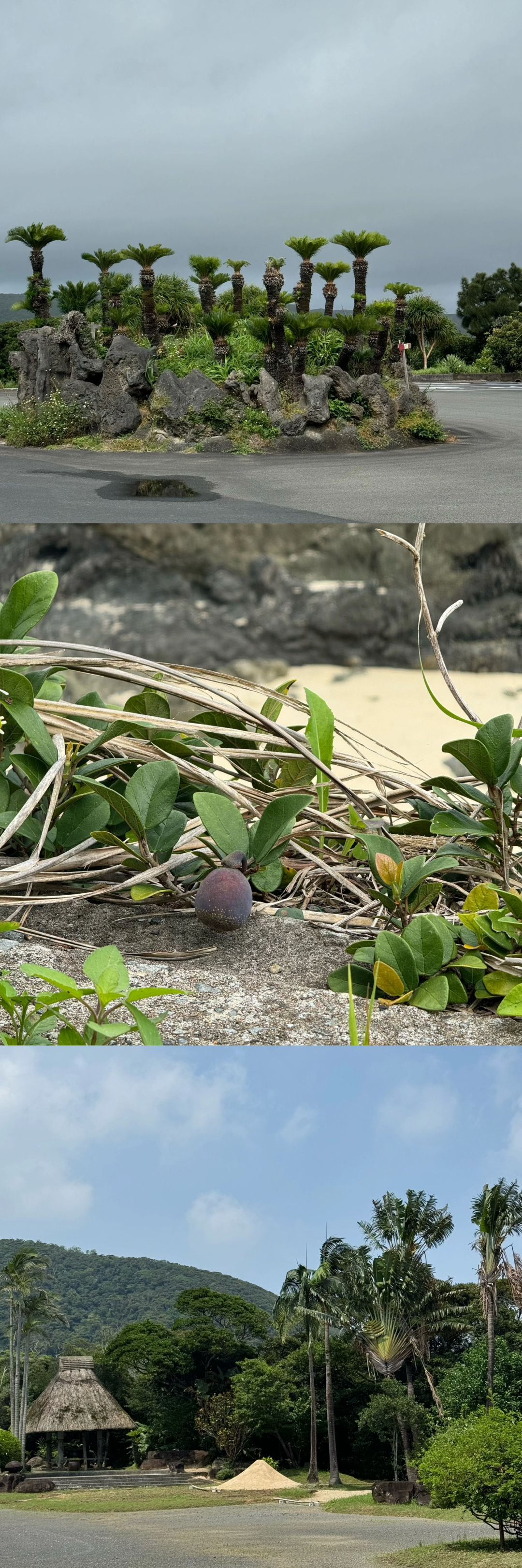 Okinawa-Amami Oshima