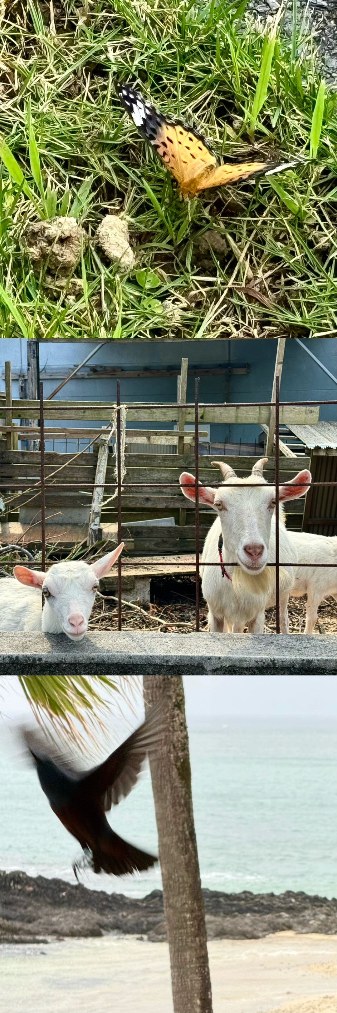 Okinawa-Amami Oshima