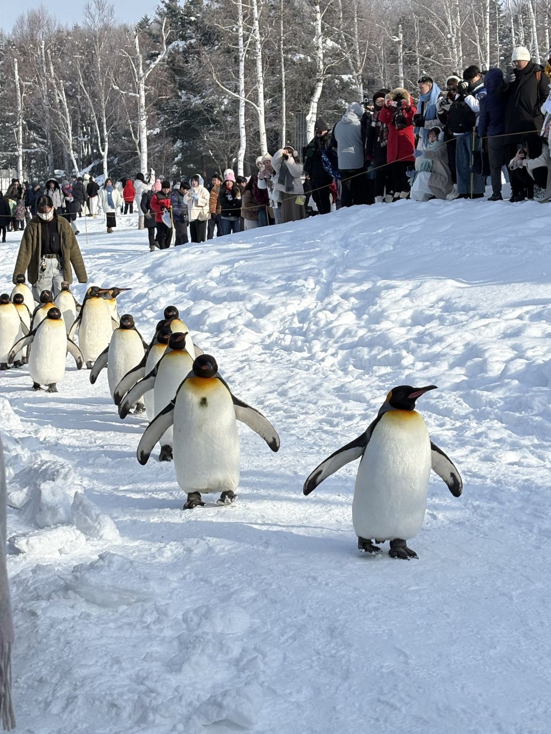 Sapporo/Hokkaido-Asahikawa Zoo｜First row to shoot penguins🐧 (no waiting + full guide)