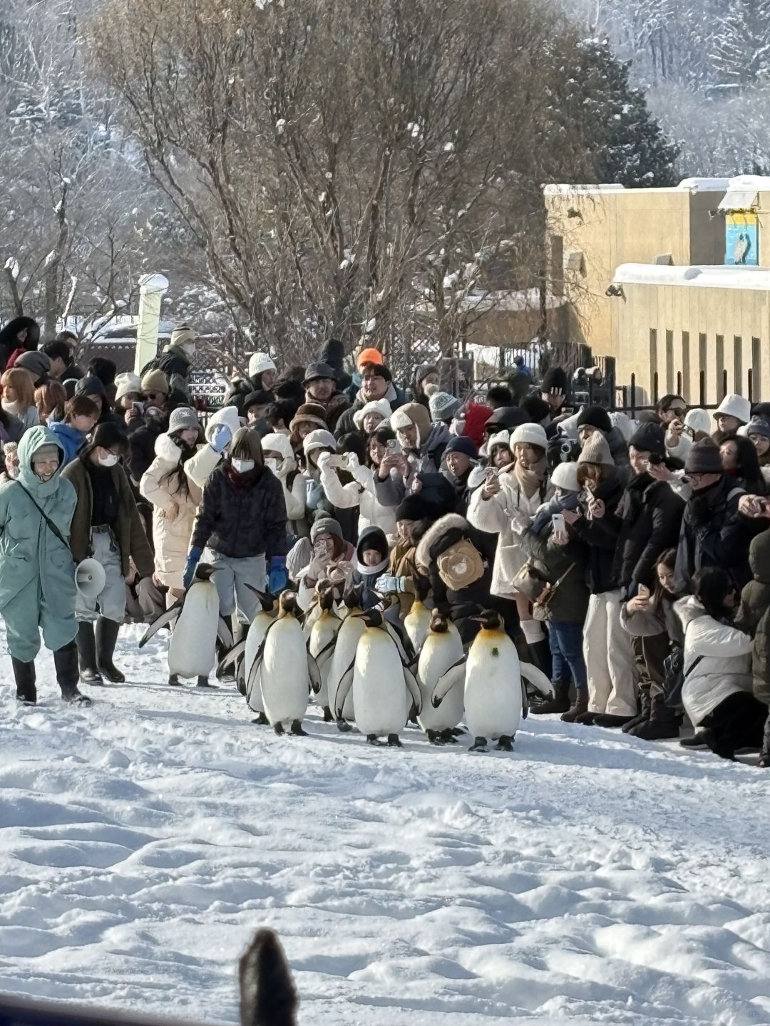 Sapporo/Hokkaido-Asahikawa Zoo｜First row to shoot penguins🐧 (no waiting + full guide)