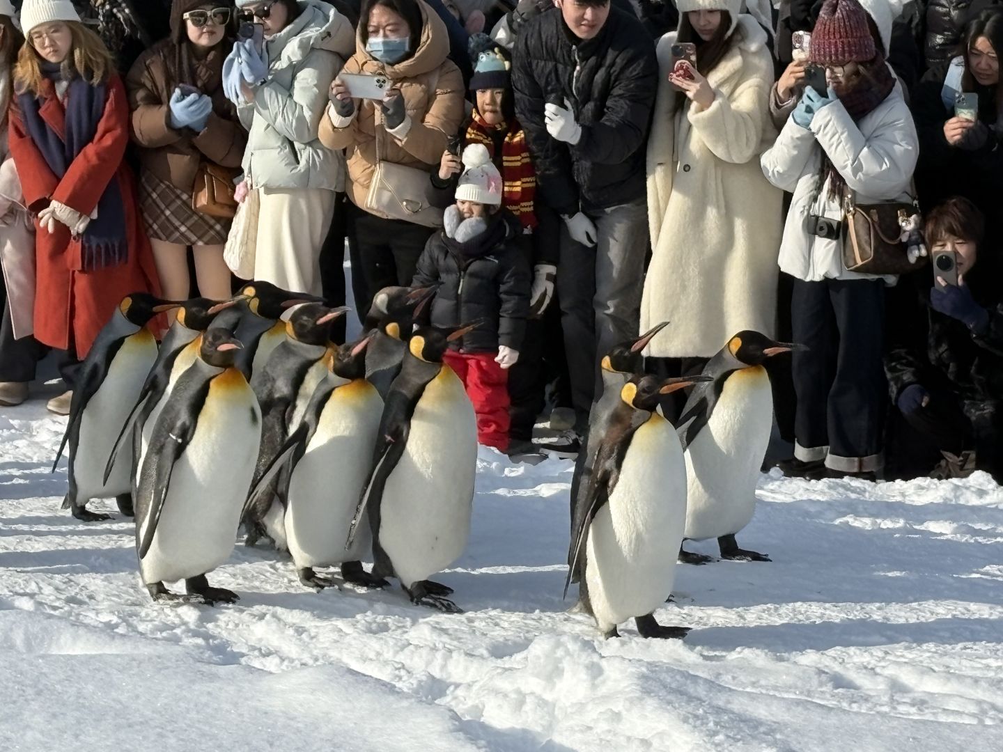 Sapporo/Hokkaido-Asahikawa Zoo｜First row to shoot penguins🐧 (no waiting + full guide)