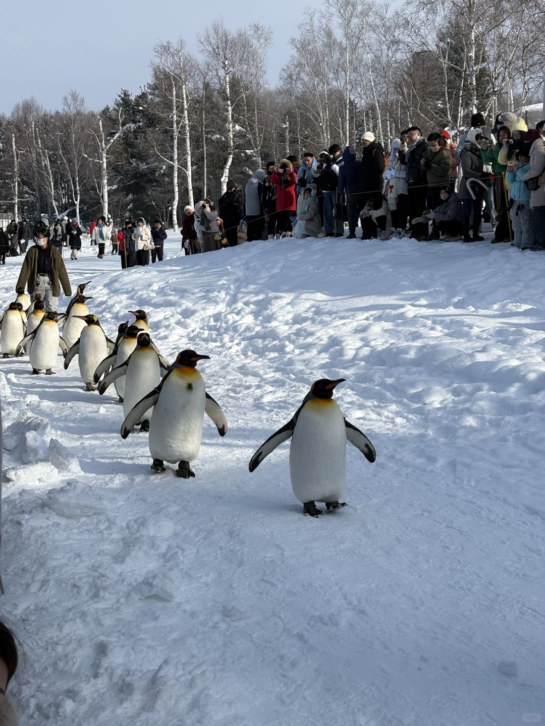 Sapporo/Hokkaido-Asahikawa Zoo｜First row to shoot penguins🐧 (no waiting + full guide)