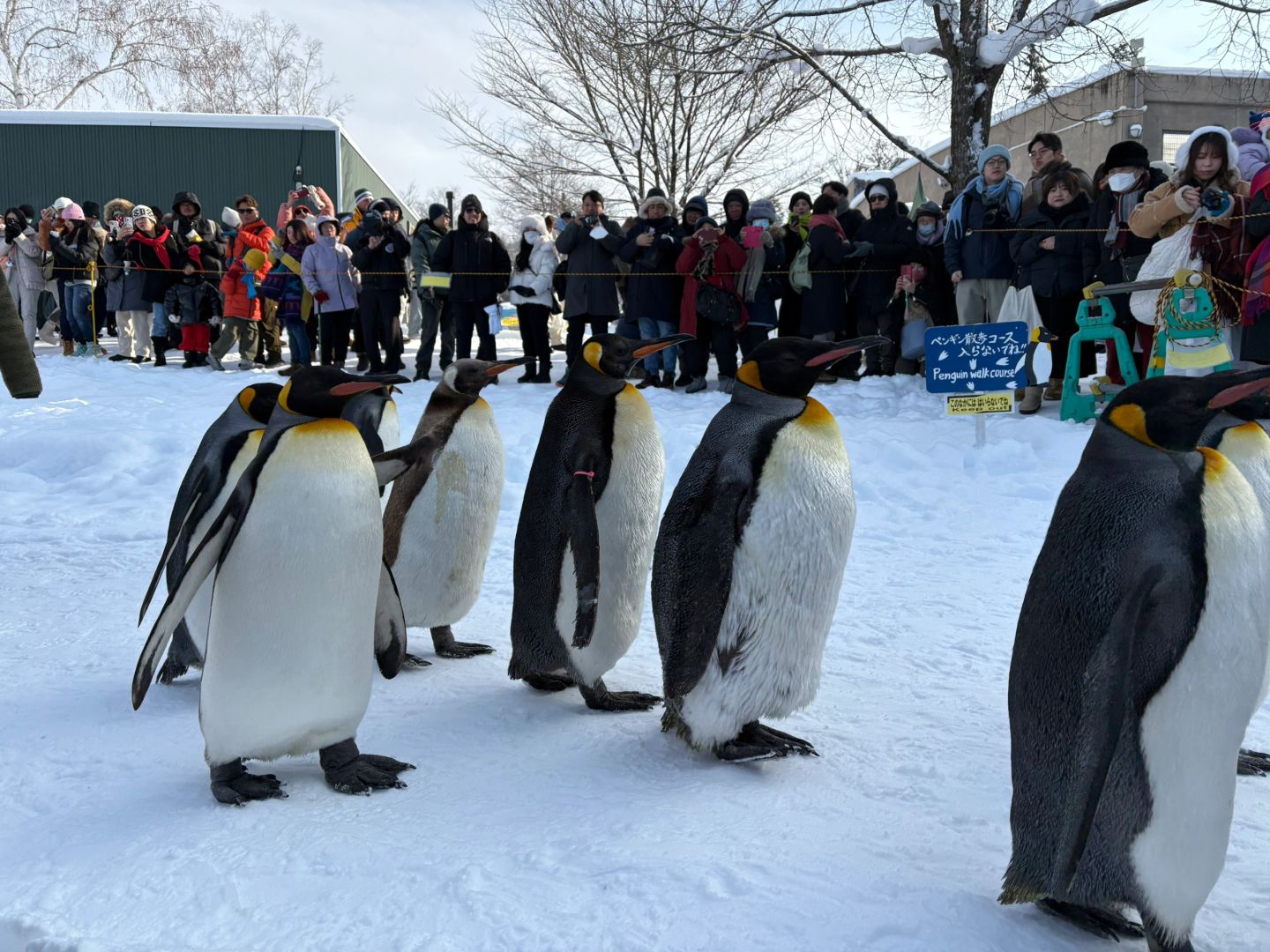 Sapporo/Hokkaido-Asahikawa Zoo｜First row to shoot penguins🐧 (no waiting + full guide)