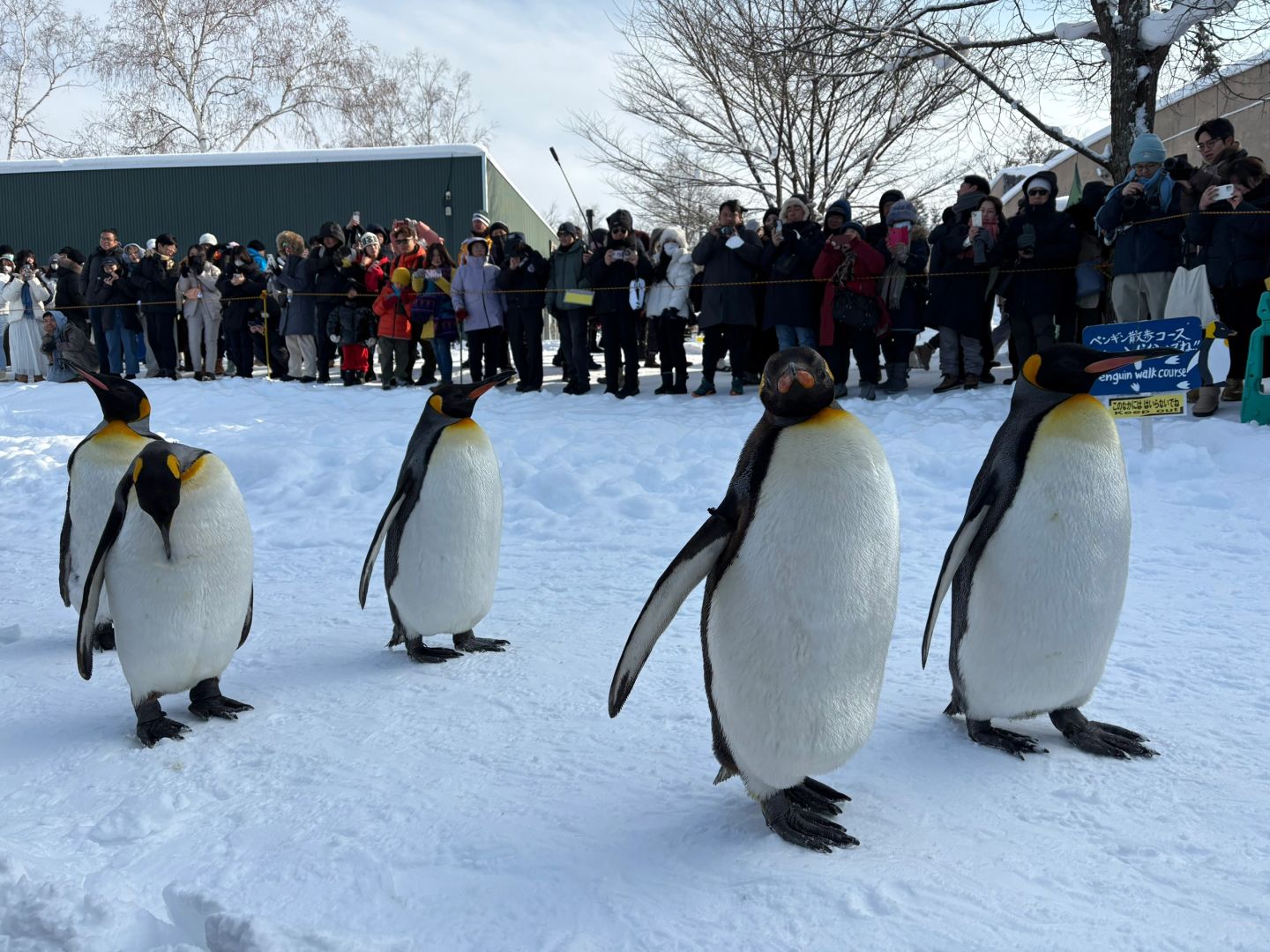 Sapporo/Hokkaido-Asahikawa Zoo｜First row to shoot penguins🐧 (no waiting + full guide)