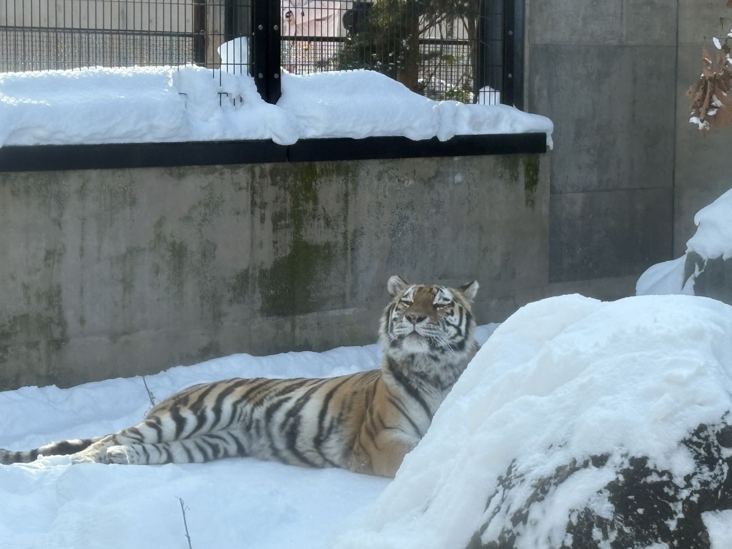 Sapporo/Hokkaido-Asahikawa Zoo｜First row to shoot penguins🐧 (no waiting + full guide)