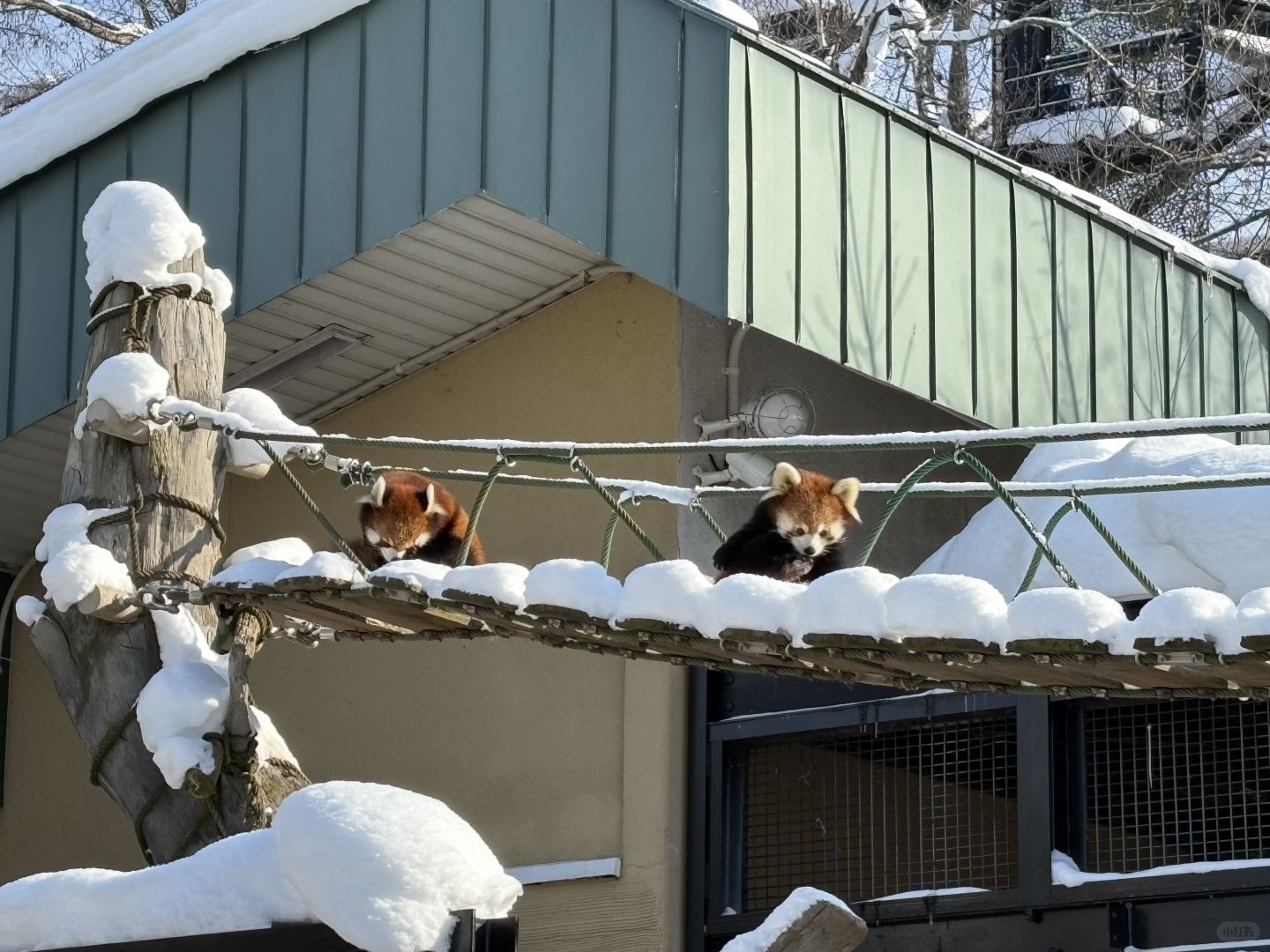 Sapporo/Hokkaido-Asahikawa Zoo｜First row to shoot penguins🐧 (no waiting + full guide)