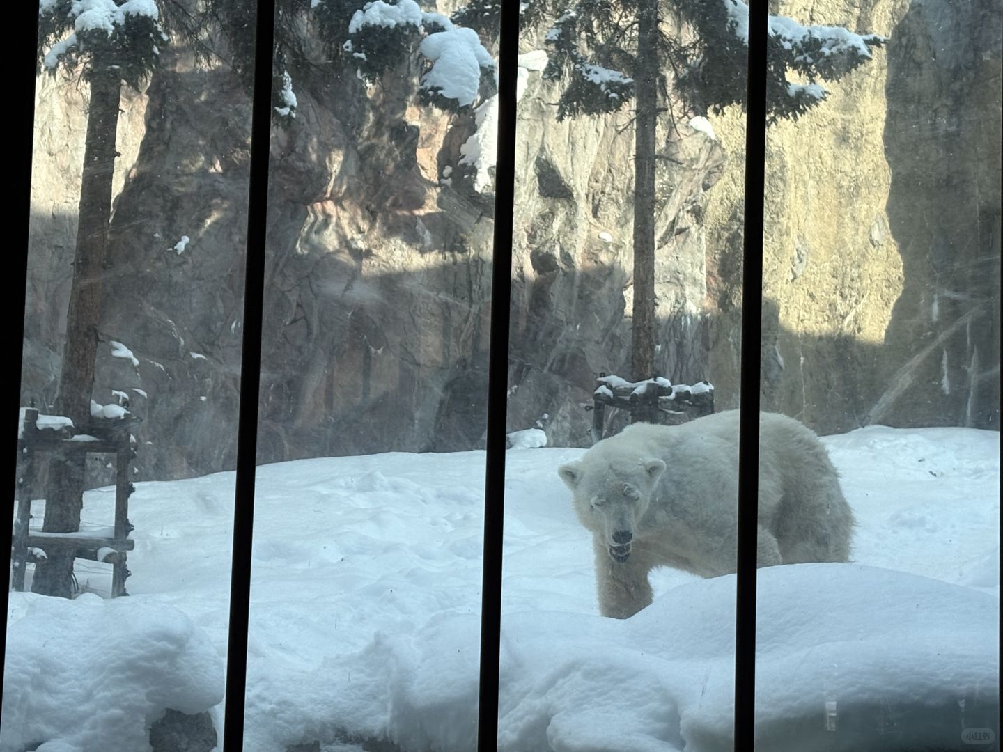 Sapporo/Hokkaido-Asahikawa Zoo｜First row to shoot penguins🐧 (no waiting + full guide)