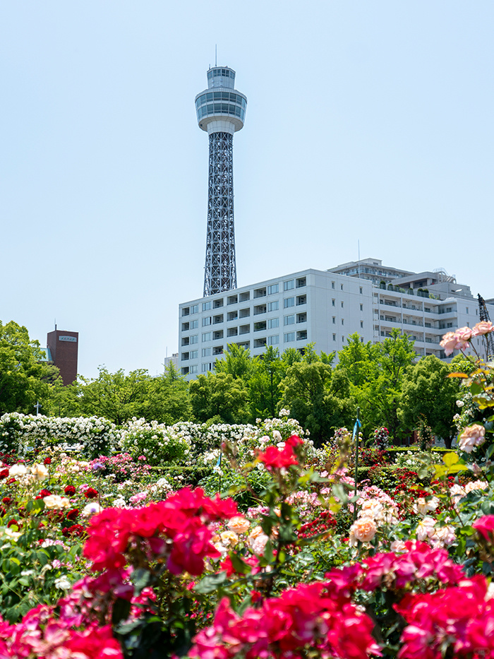 Tokyo-If I could only go to Japan once, I would choose Yokohama! What a grea