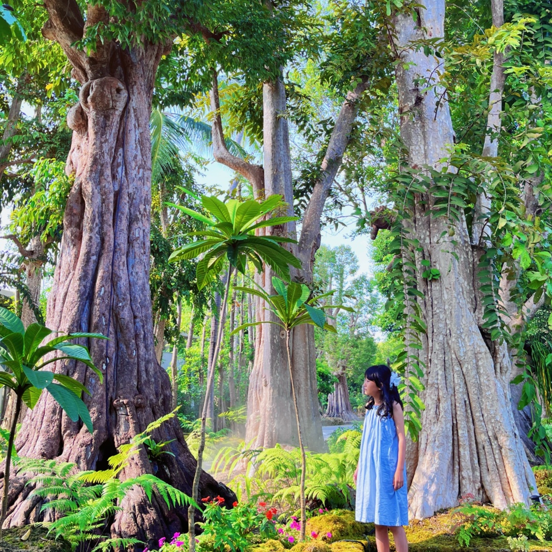 Chiang Mai-Changthong Heritage Park in Chiang Mai, there are many old trees, it feels like being forest