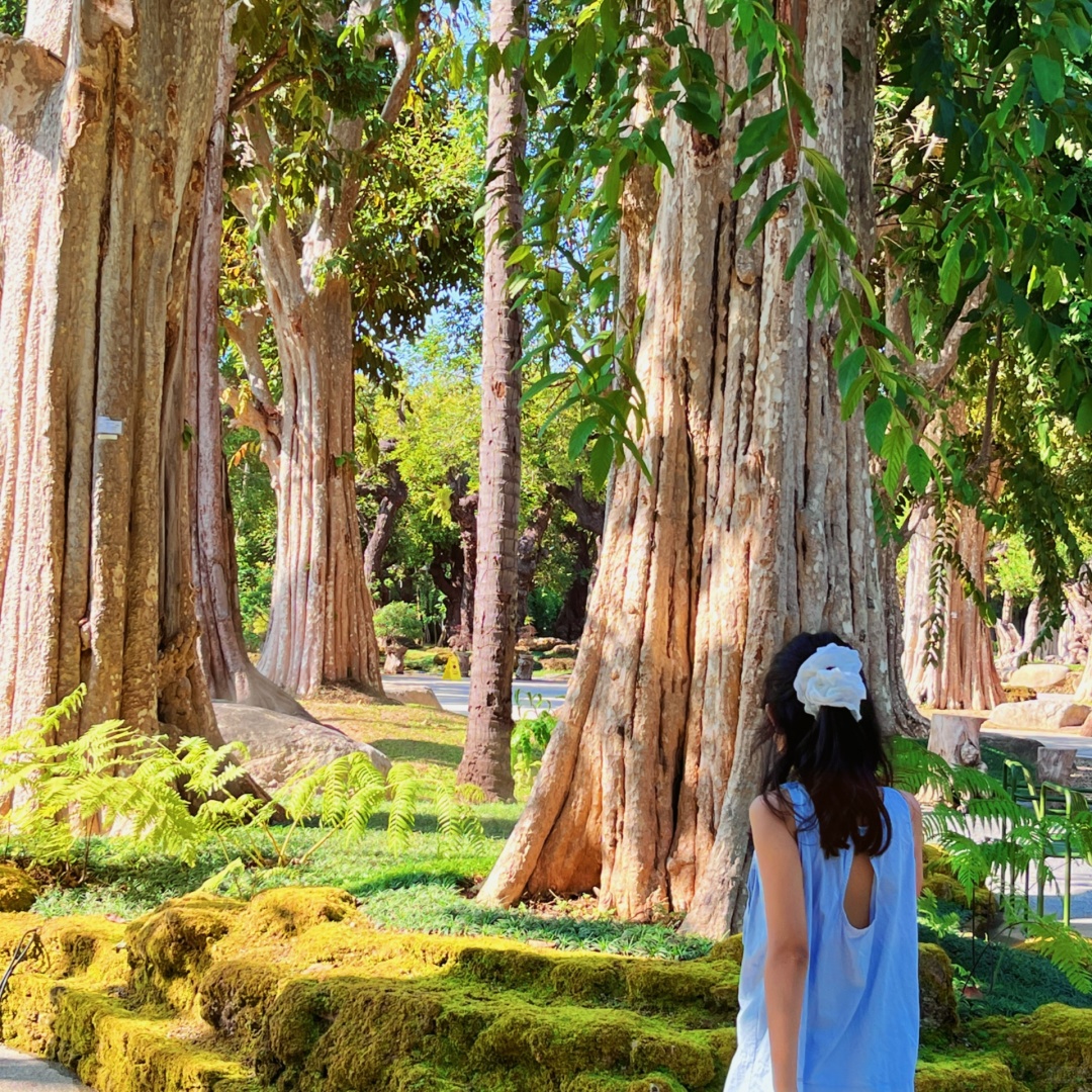 Chiang Mai-Changthong Heritage Park in Chiang Mai, there are many old trees, it feels like being forest