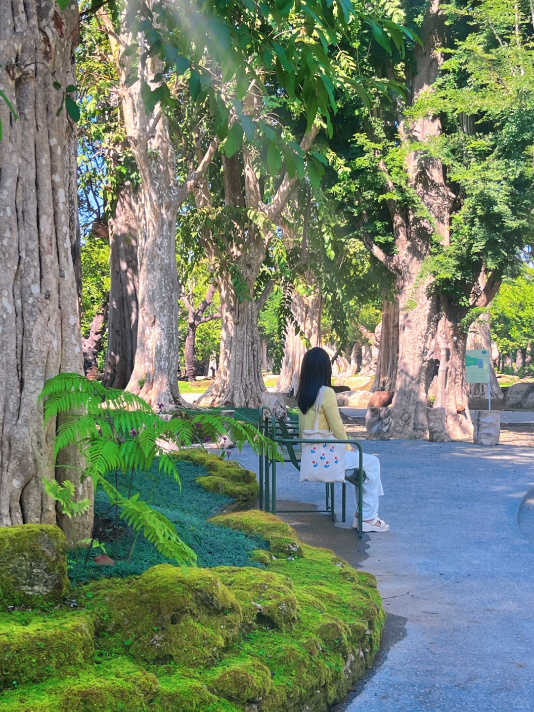 Chiang Mai-Changthong Heritage Park in Chiang Mai, there are many old trees, it feels like being forest