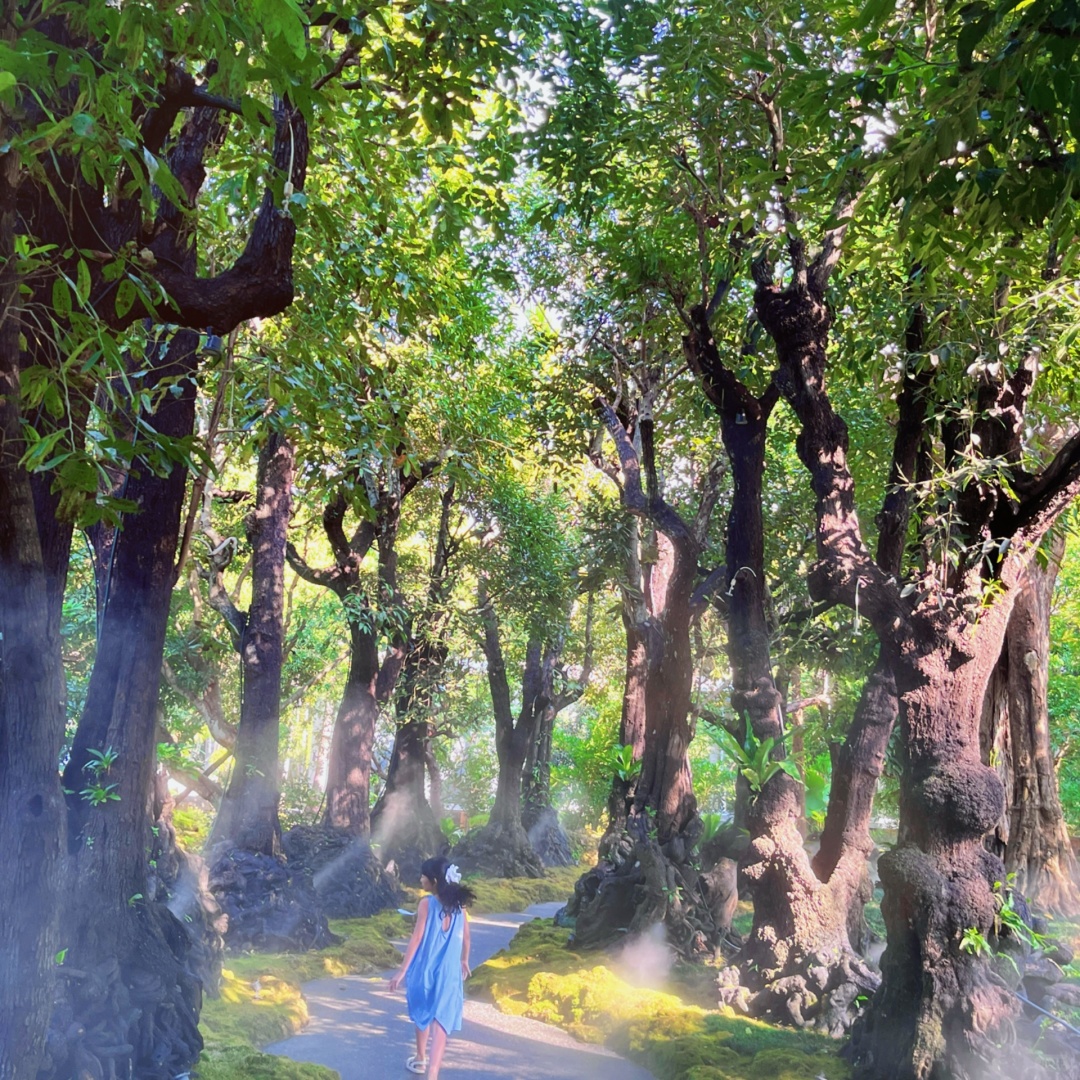 Chiang Mai-Changthong Heritage Park in Chiang Mai, there are many old trees, it feels like being forest