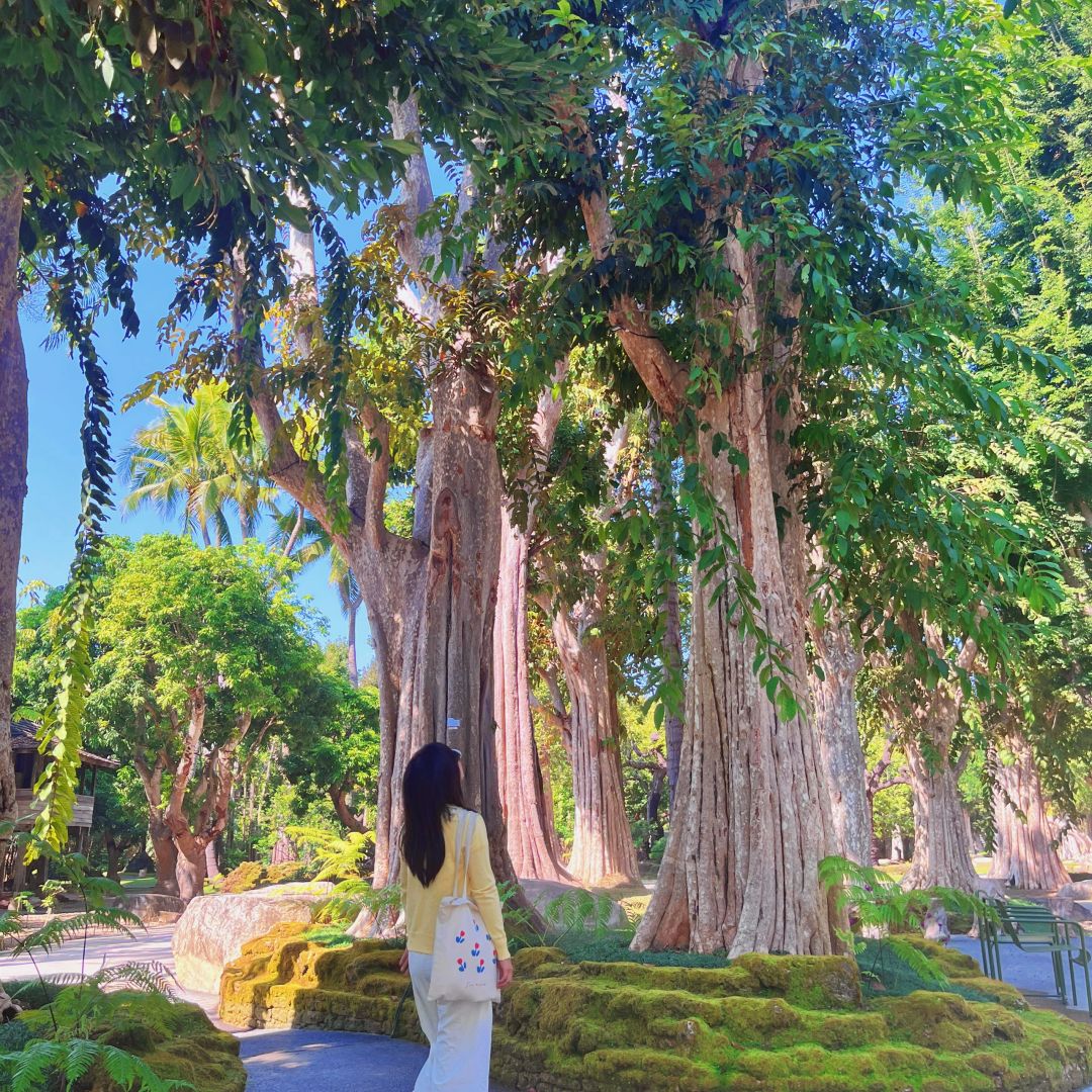 Chiang Mai-Changthong Heritage Park in Chiang Mai, there are many old trees, it feels like being forest