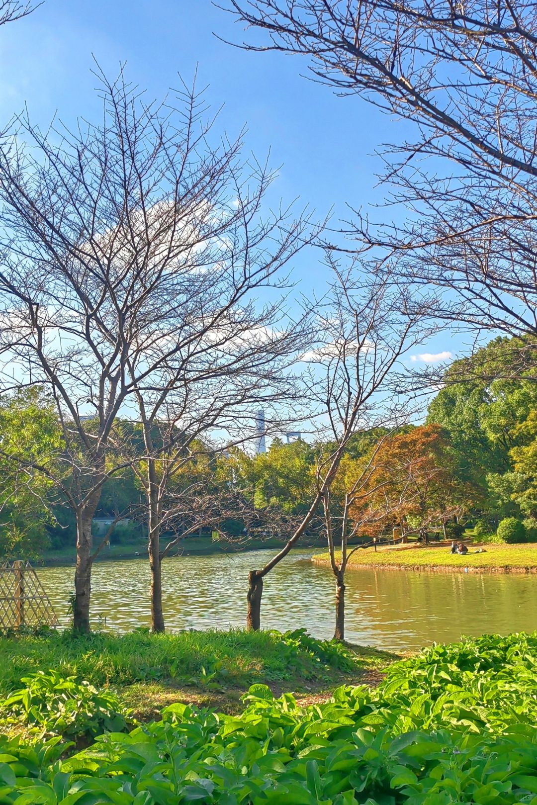 Shanghai/Hangzhou-Shanghai Century Park, it is an oasis in the metropolis!