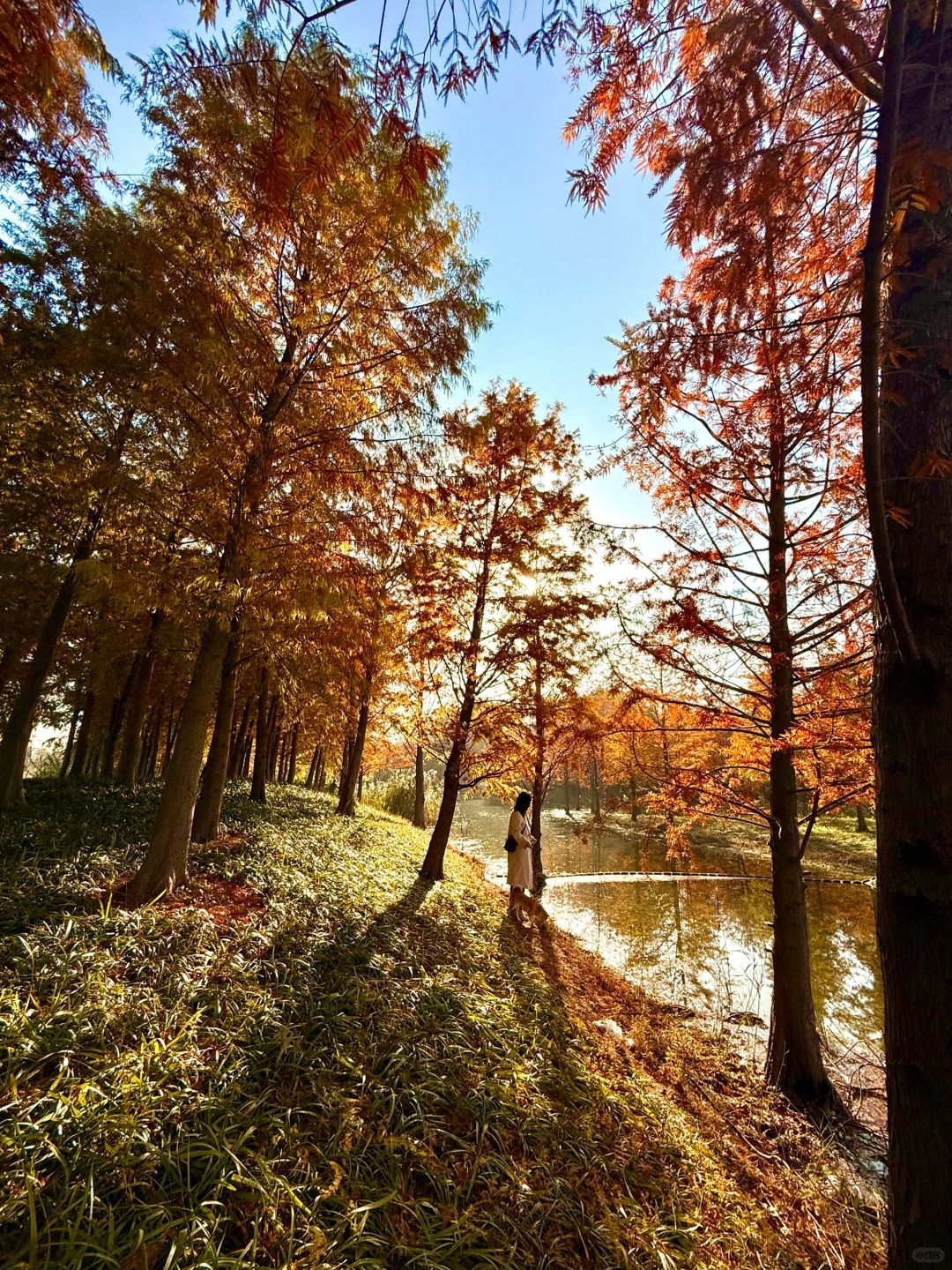 Shanghai/Hangzhou-Shanghai Sanlin Park, although beautiful, currently has no facilities open!