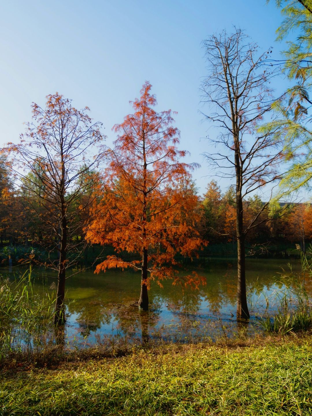 Shanghai/Hangzhou-Shanghai Sanlin Park, although beautiful, currently has no facilities open!