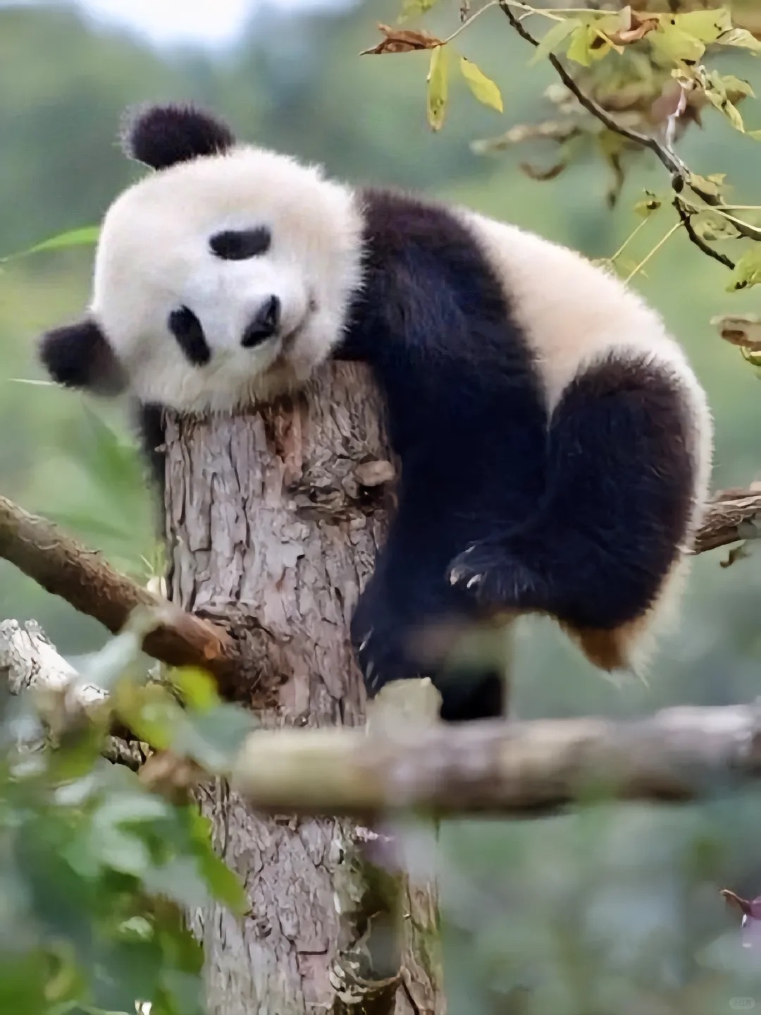 Chengdu/Chongqing-There are many giant pandas in Dujiangyan Irrigation Project Panda Park!