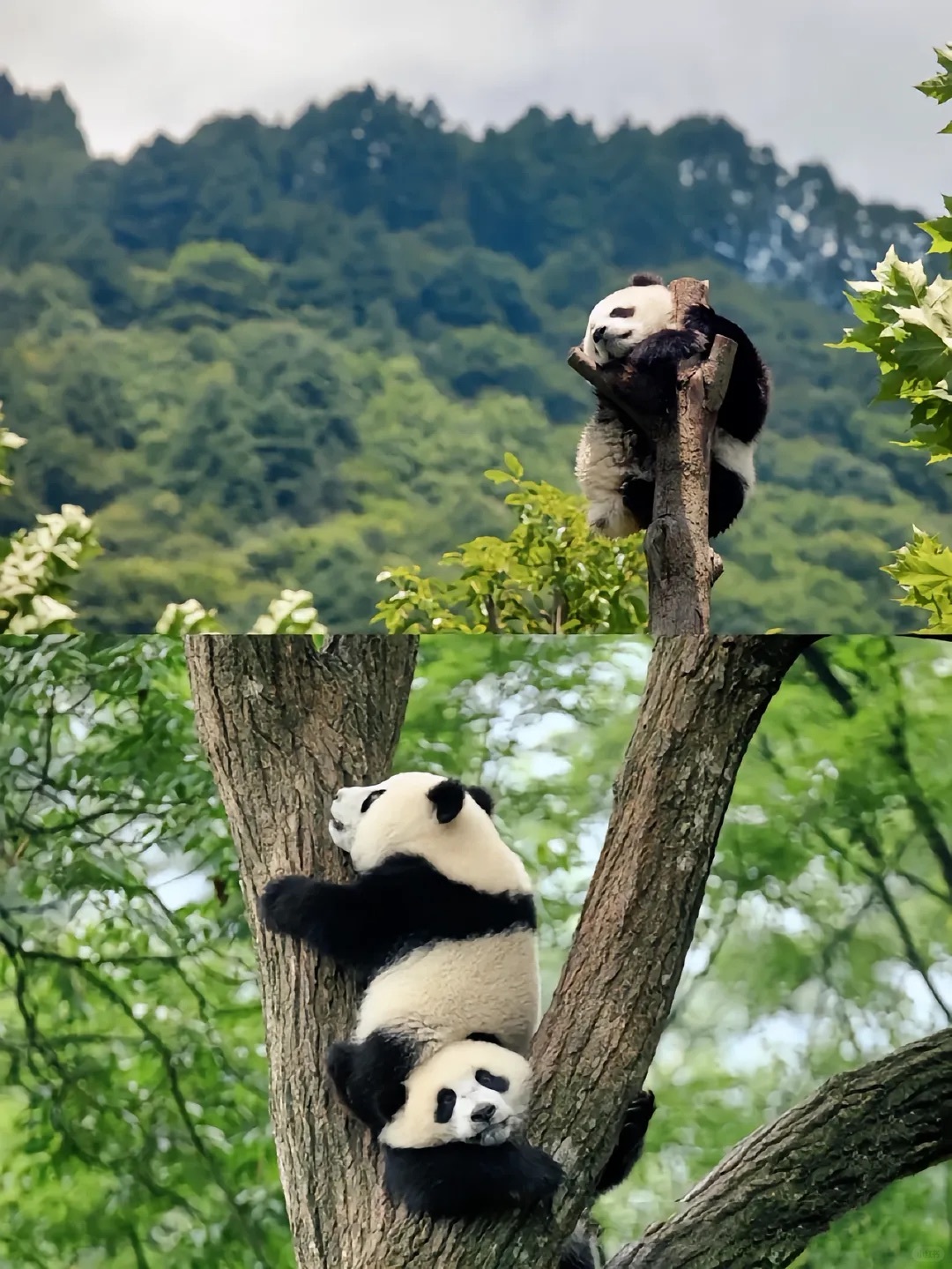 Chengdu/Chongqing-There are many giant pandas in Dujiangyan Irrigation Project Panda Park!