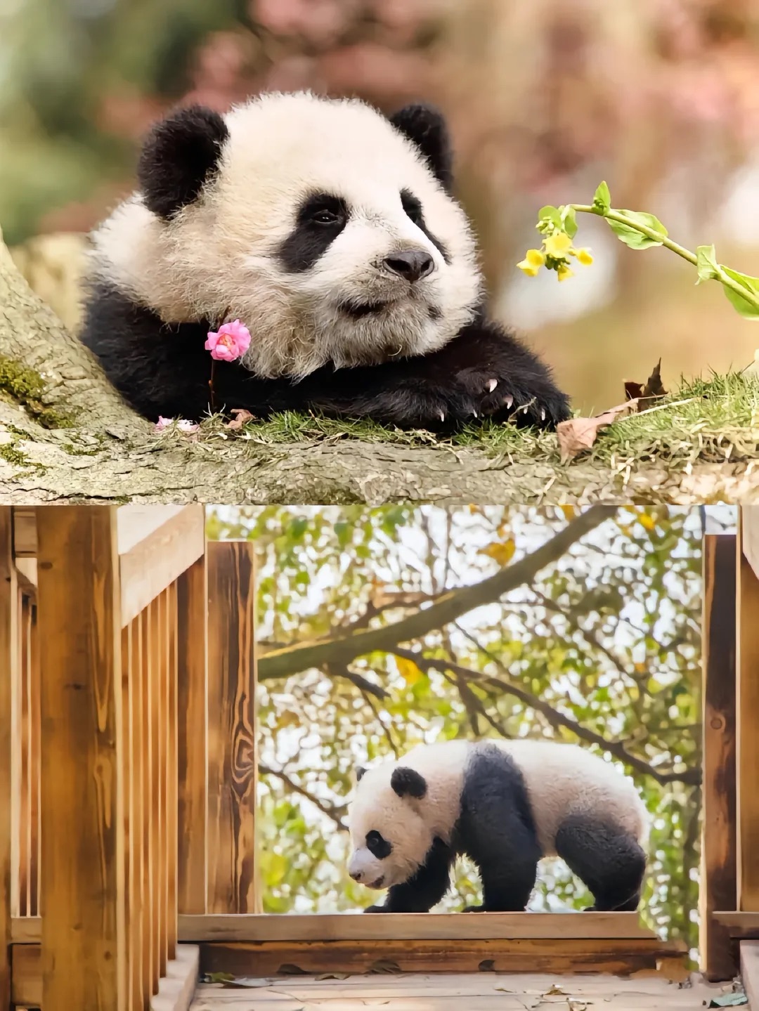 Chengdu/Chongqing-There are many giant pandas in Dujiangyan Irrigation Project Panda Park!