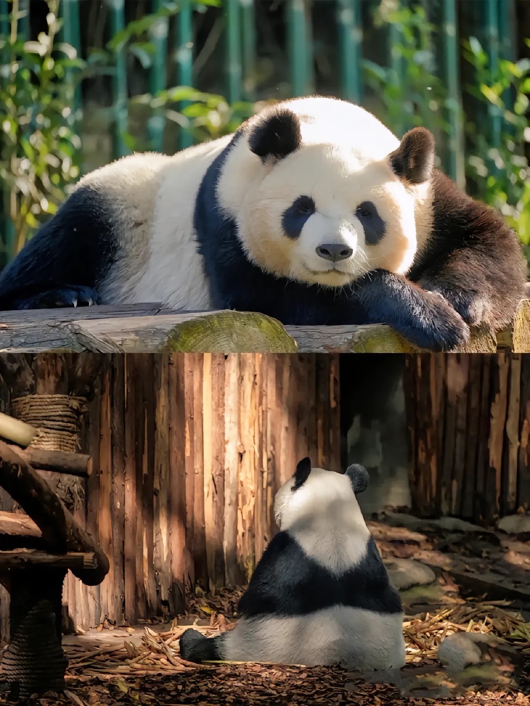 Chengdu/Chongqing-There are many giant pandas in Dujiangyan Irrigation Project Panda Park!