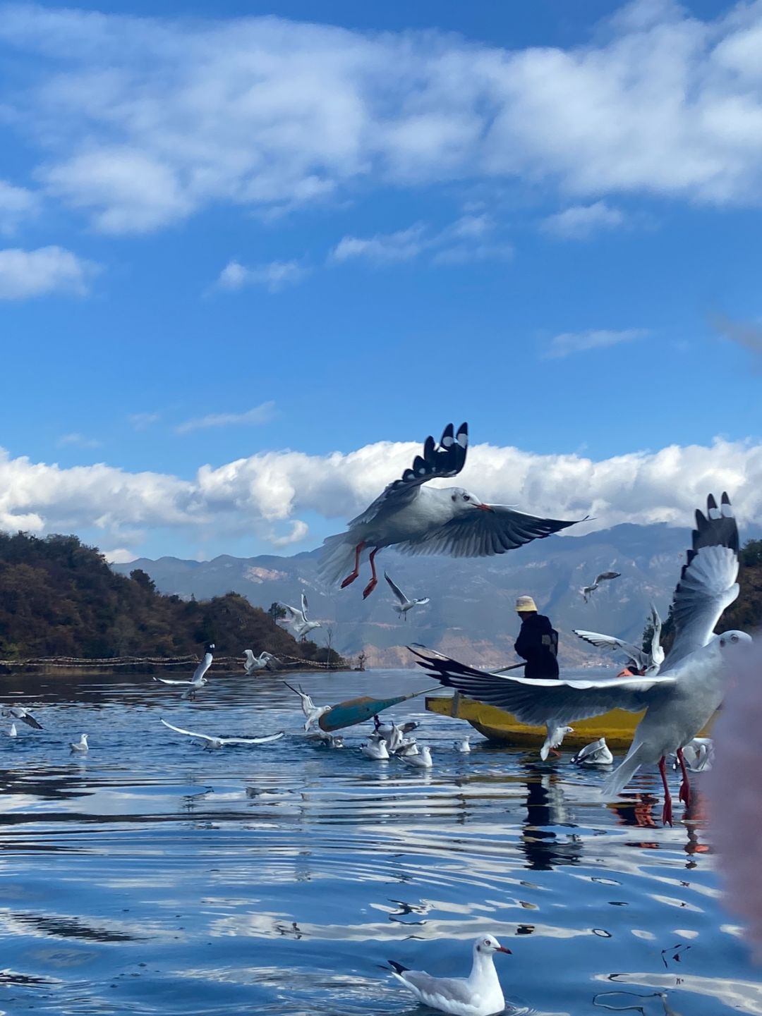 Chengdu/Chongqing-Lugu Lake in Yunnan, if you want to see the sea of flowers, you must choose the right season!