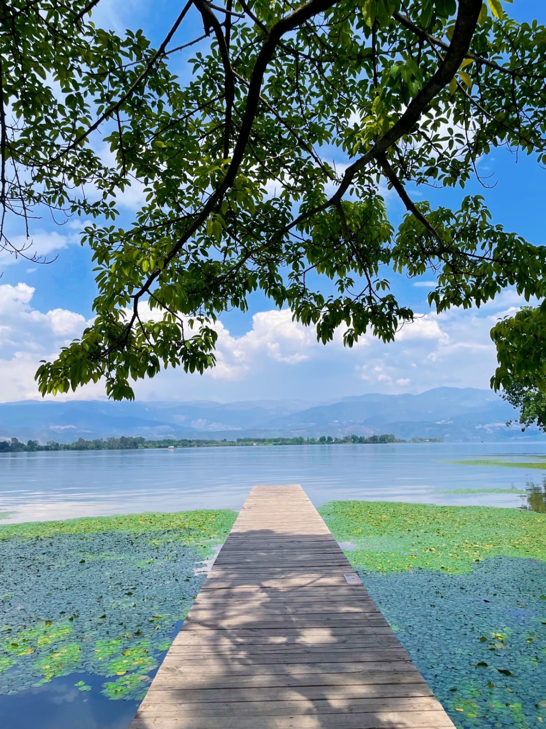 Chengdu/Chongqing-Lugu Lake in Yunnan, if you want to see the sea of flowers, you must choose the right season!