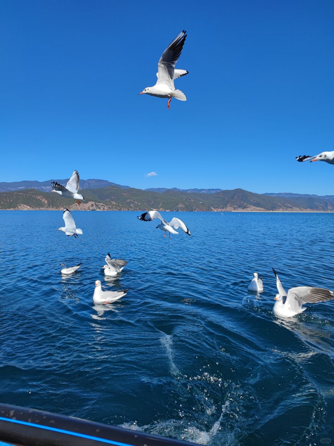 Chengdu/Chongqing-Lugu Lake in Yunnan, if you want to see the sea of flowers, you must choose the right season!