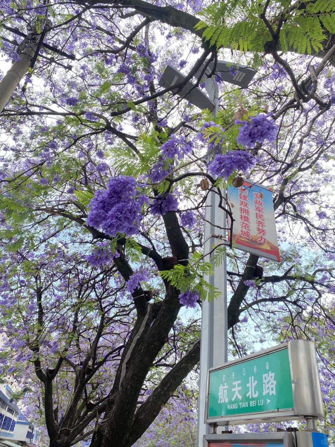 Chengdu/Chongqing-Lugu Lake in Yunnan, if you want to see the sea of flowers, you must choose the right season!