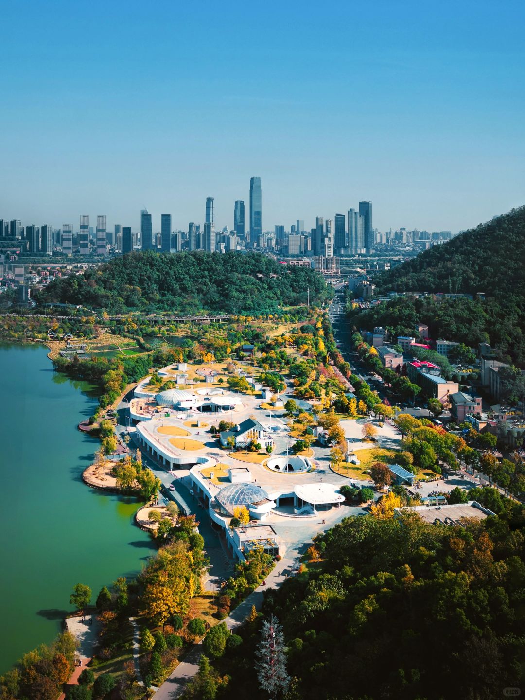 Changsha-In Changsha West Lake Park, golden leaves cover the path, as if nature has laid a golden carpet for us!