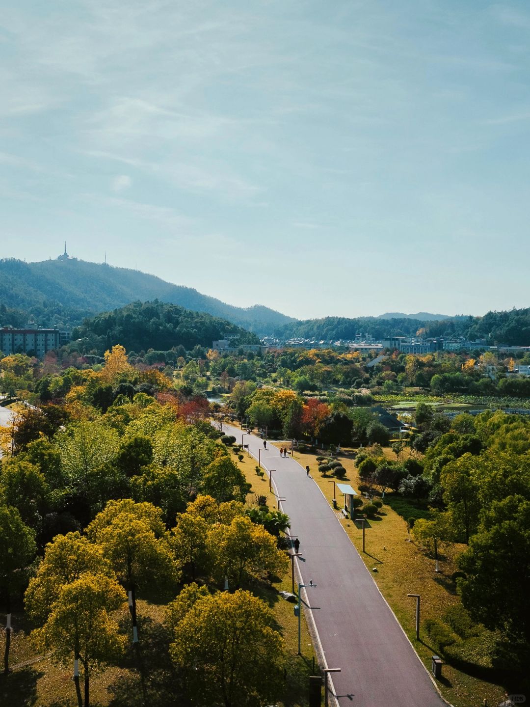 Changsha-In Changsha West Lake Park, golden leaves cover the path, as if nature has laid a golden carpet for us!