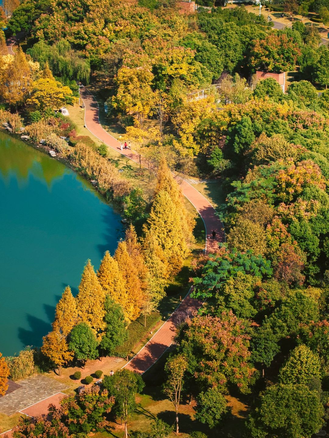 Changsha-In Changsha West Lake Park, golden leaves cover the path, as if nature has laid a golden carpet for us!