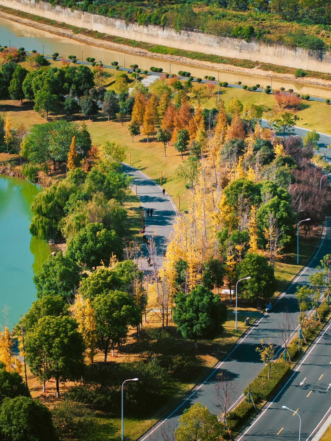 Changsha-In Changsha West Lake Park, golden leaves cover the path, as if nature has laid a golden carpet for us!