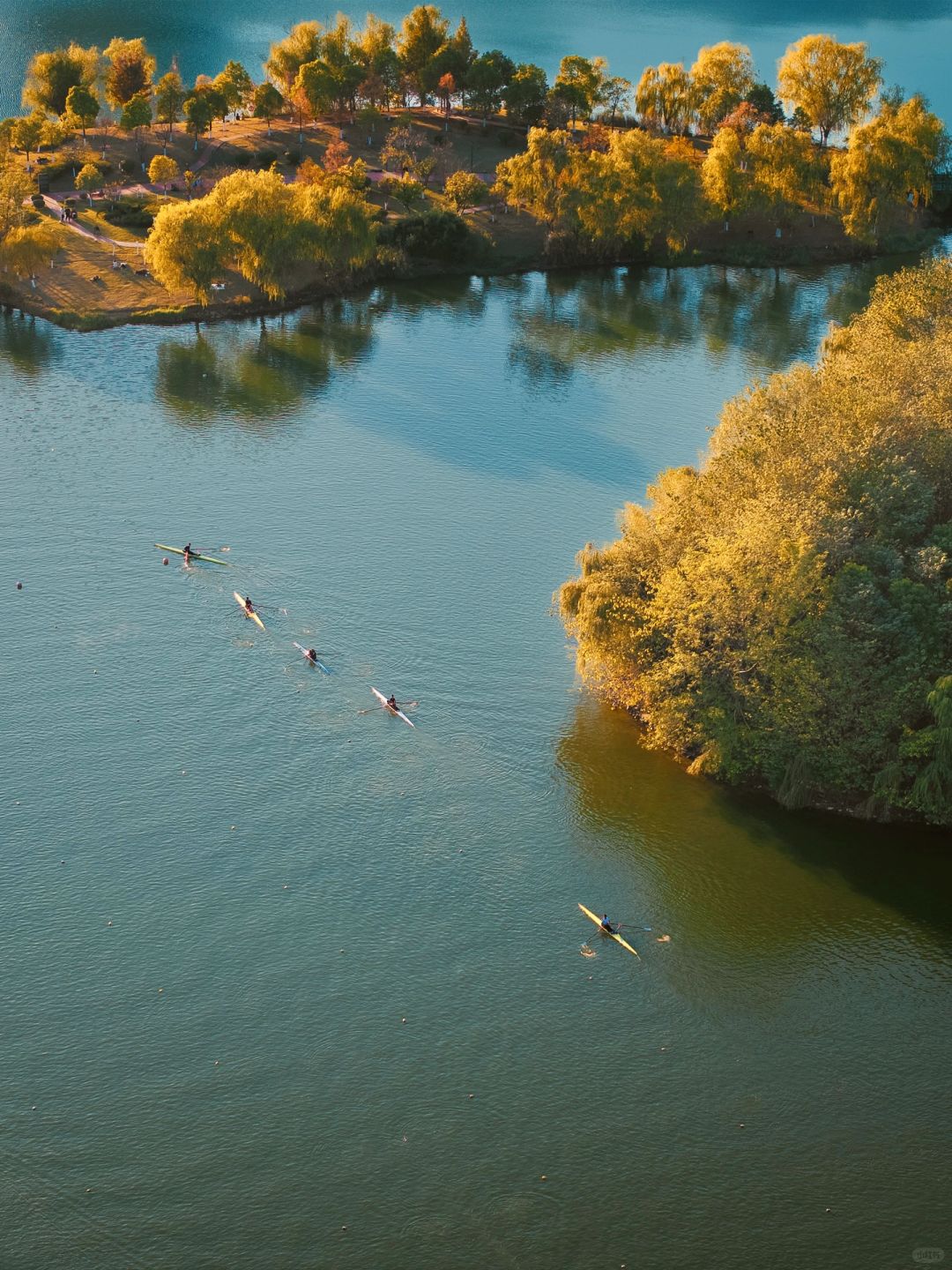 Changsha-In Changsha West Lake Park, golden leaves cover the path, as if nature has laid a golden carpet for us!