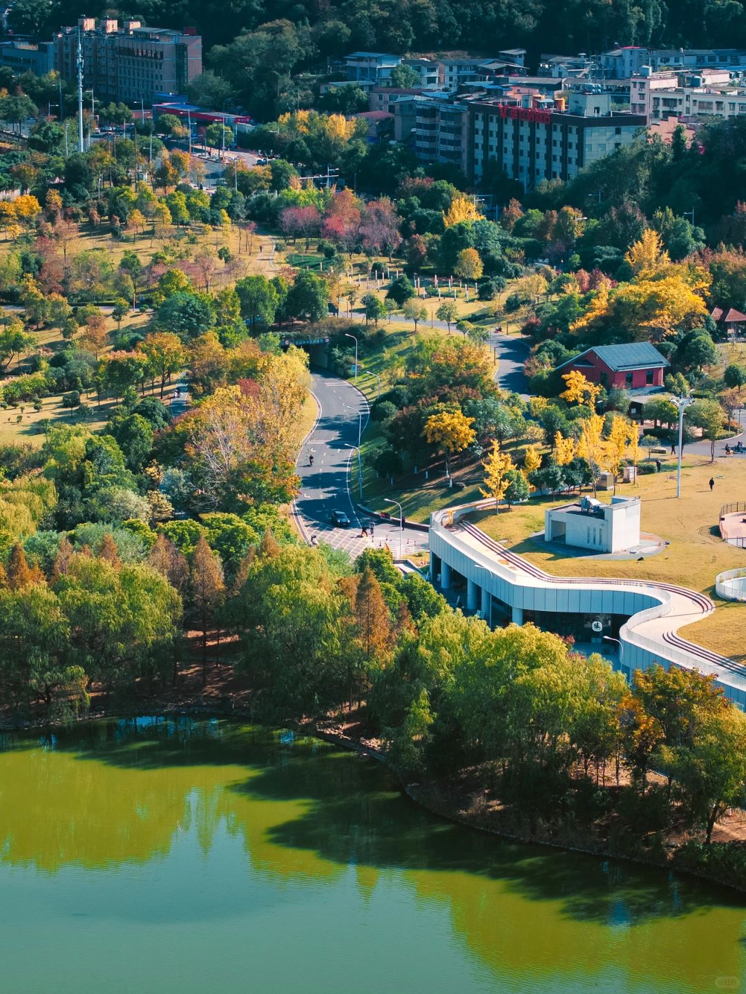 Changsha-In Changsha West Lake Park, golden leaves cover the path, as if nature has laid a golden carpet for us!