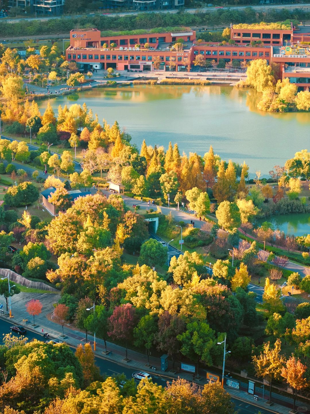 Changsha-In Changsha West Lake Park, golden leaves cover the path, as if nature has laid a golden carpet for us!