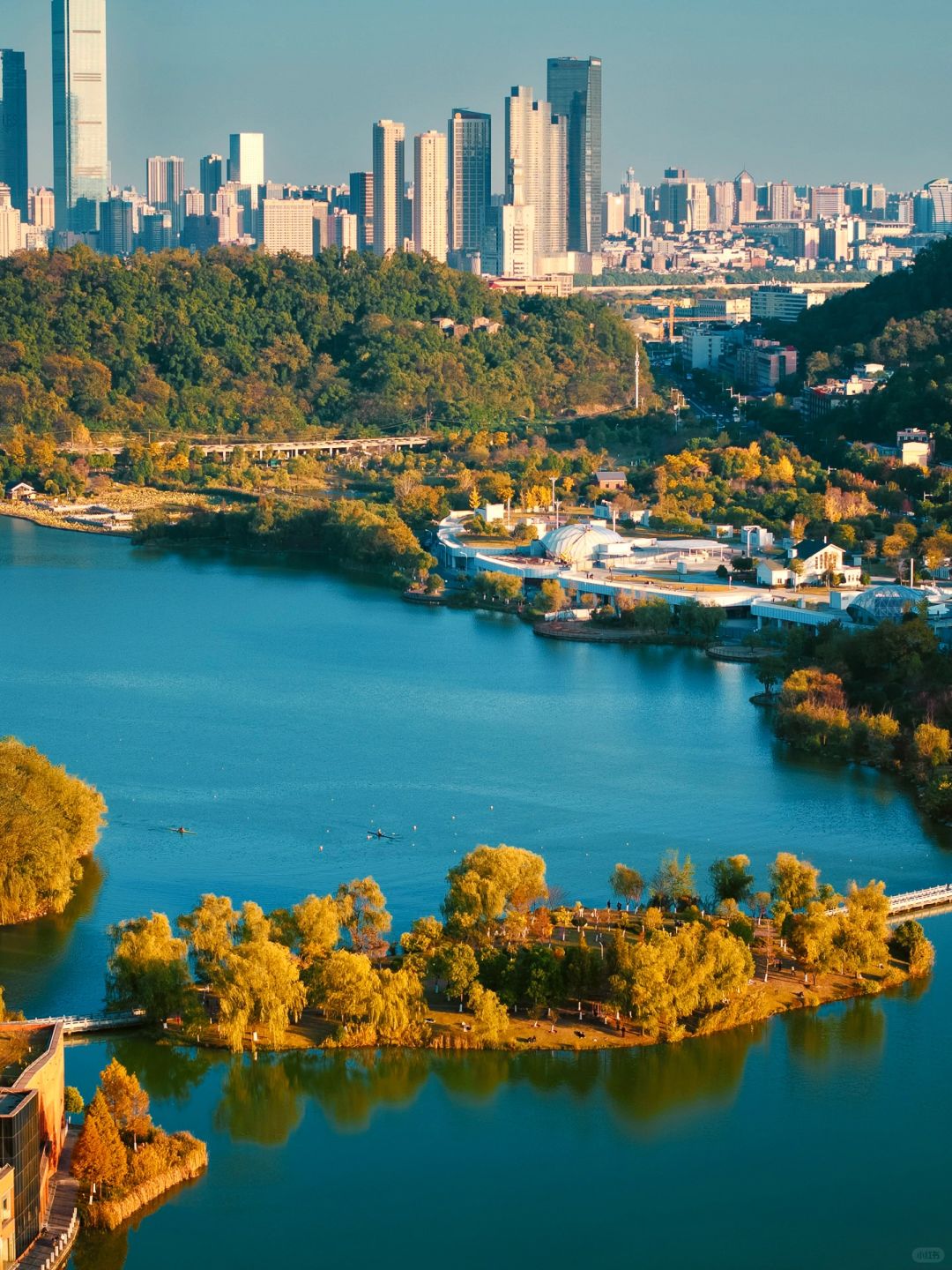 Changsha-In Changsha West Lake Park, golden leaves cover the path, as if nature has laid a golden carpet for us!