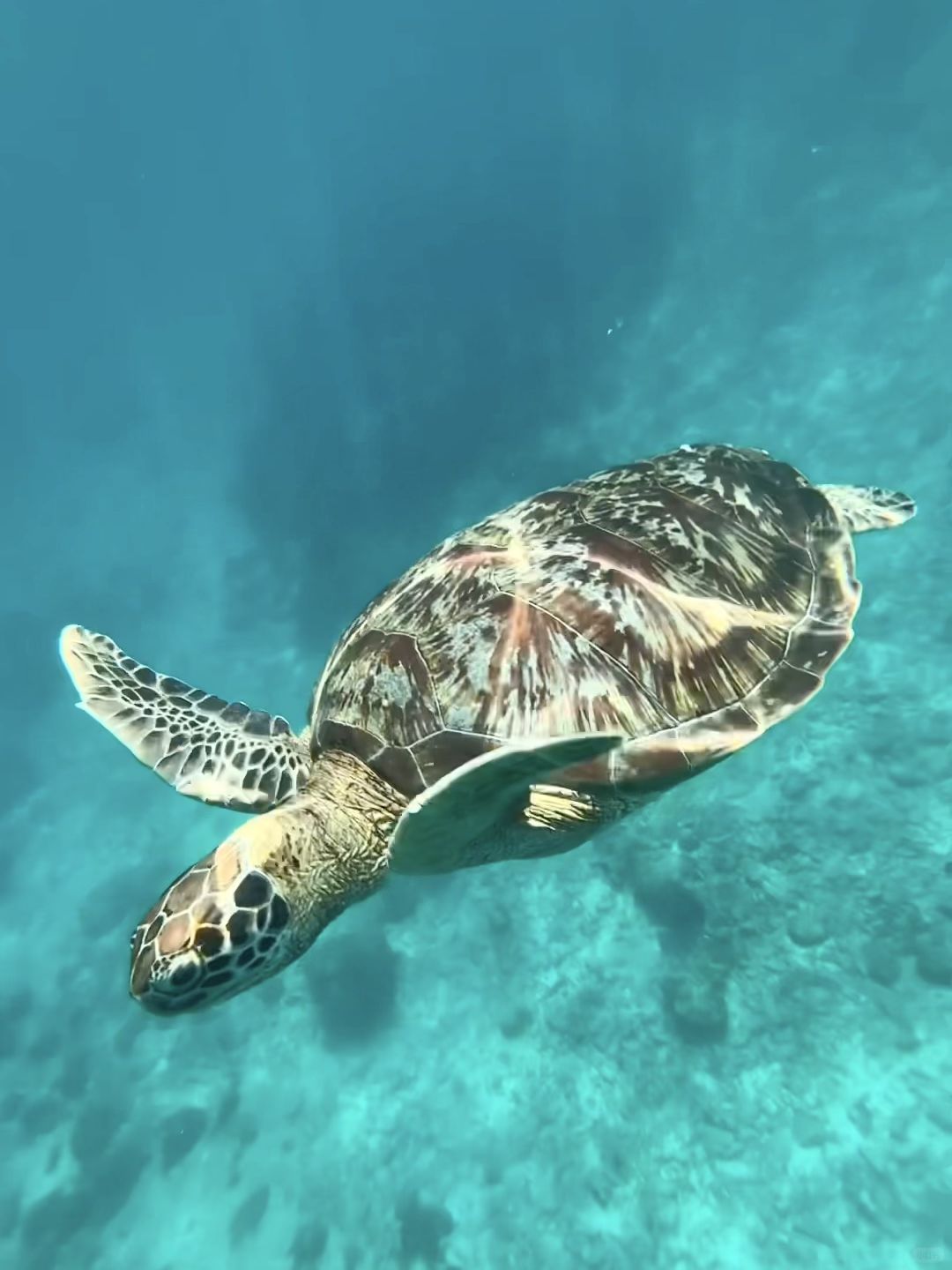 Phuket-Traveling to Phuket Similan Islands, I was lucky to see small turtles and colorful sea fish