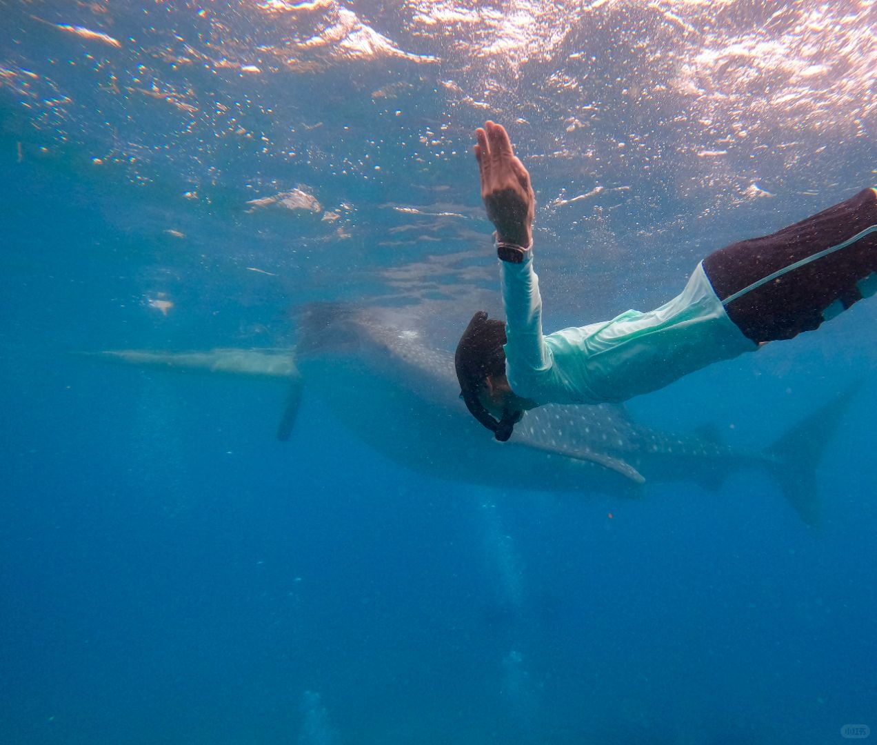 Cebu-The Philippines is a great place for tourism. Watch the sardine storm in Oslob, Cebu ﻿