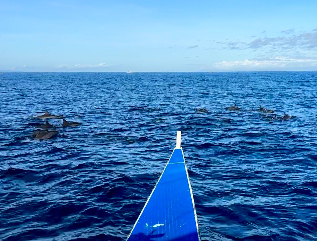 Cebu-The Philippines is a great place for tourism. Watch the sardine storm in Oslob, Cebu ﻿