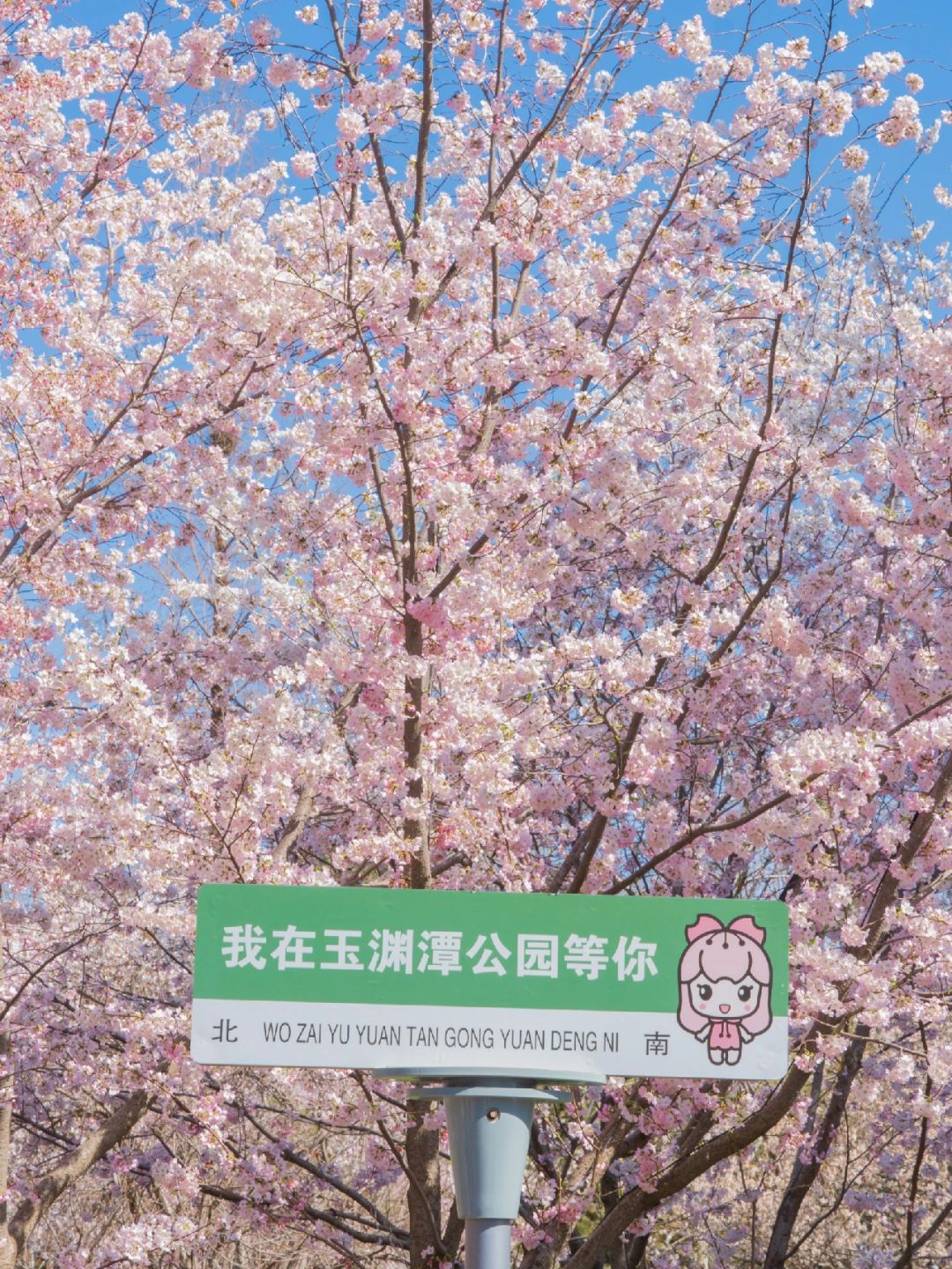 Beijing/Tianjin-Beijing Yuyuantan Park has the largest variety of cherry blossoms in Beijing!