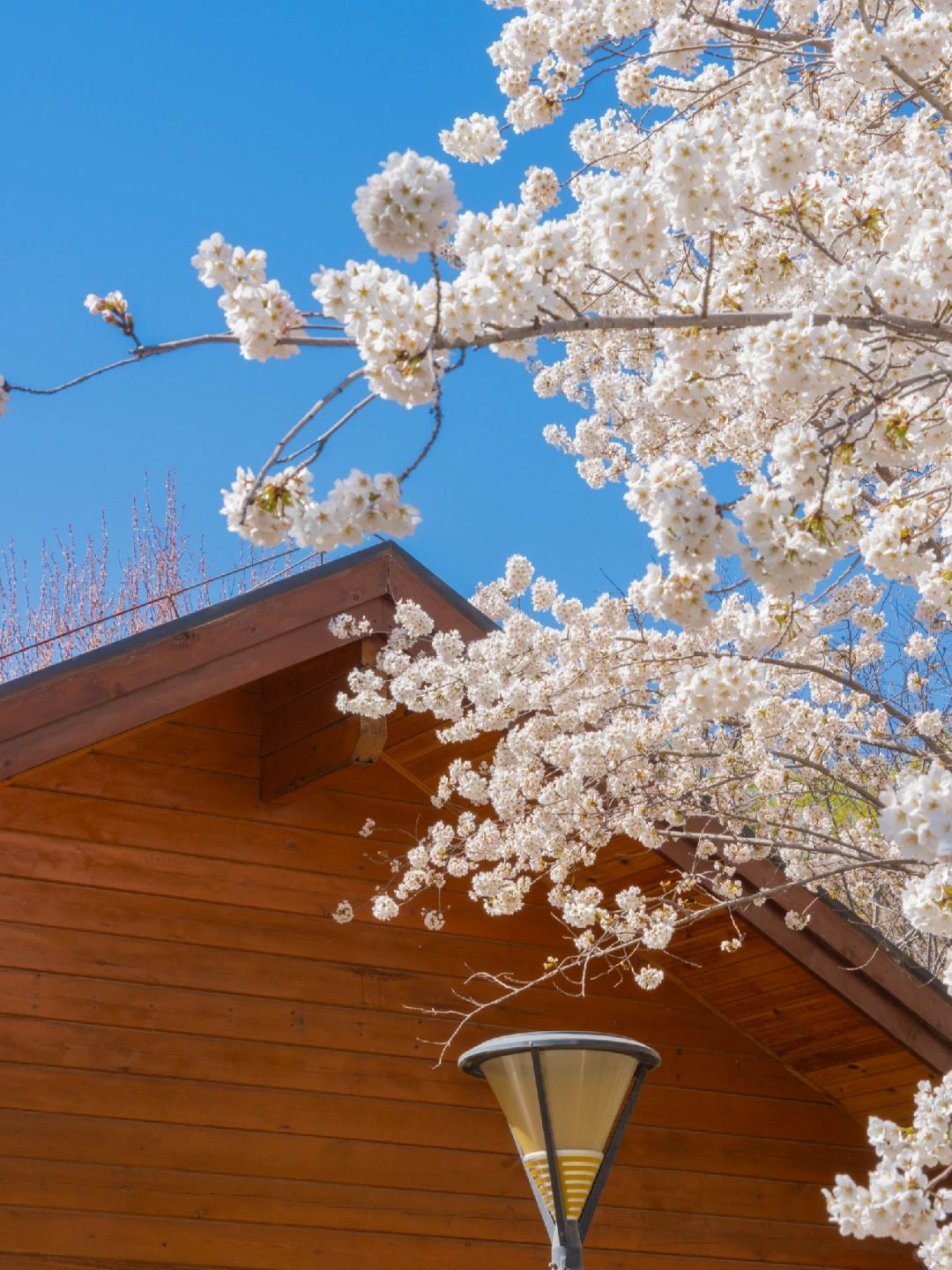 Beijing/Tianjin-Beijing Yuyuantan Park has the largest variety of cherry blossoms in Beijing!