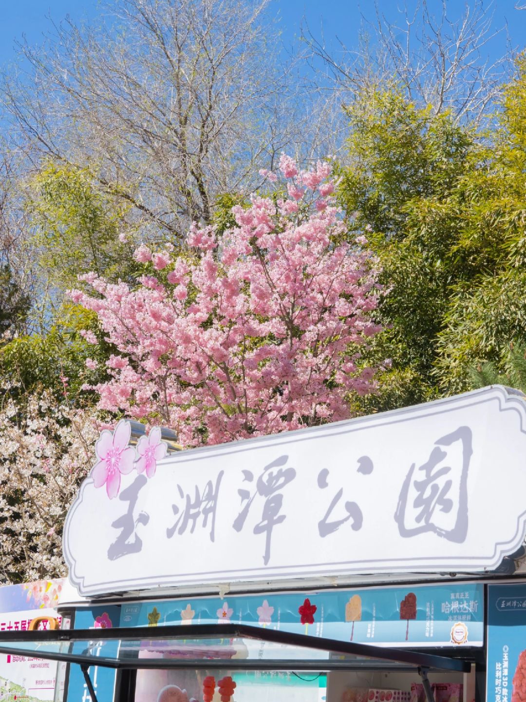 Beijing/Tianjin-Beijing Yuyuantan Park has the largest variety of cherry blossoms in Beijing!