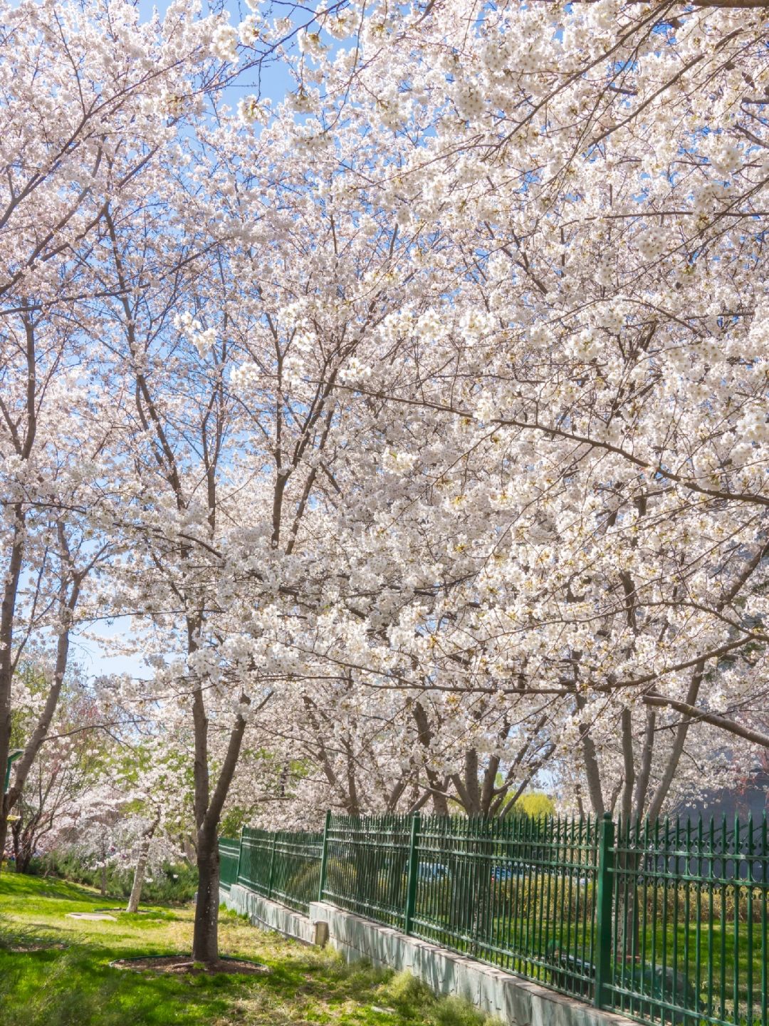 Beijing/Tianjin-Beijing Yuyuantan Park has the largest variety of cherry blossoms in Beijing!