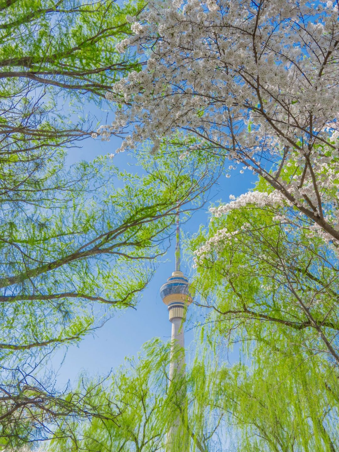 Beijing/Tianjin-Beijing Yuyuantan Park has the largest variety of cherry blossoms in Beijing!