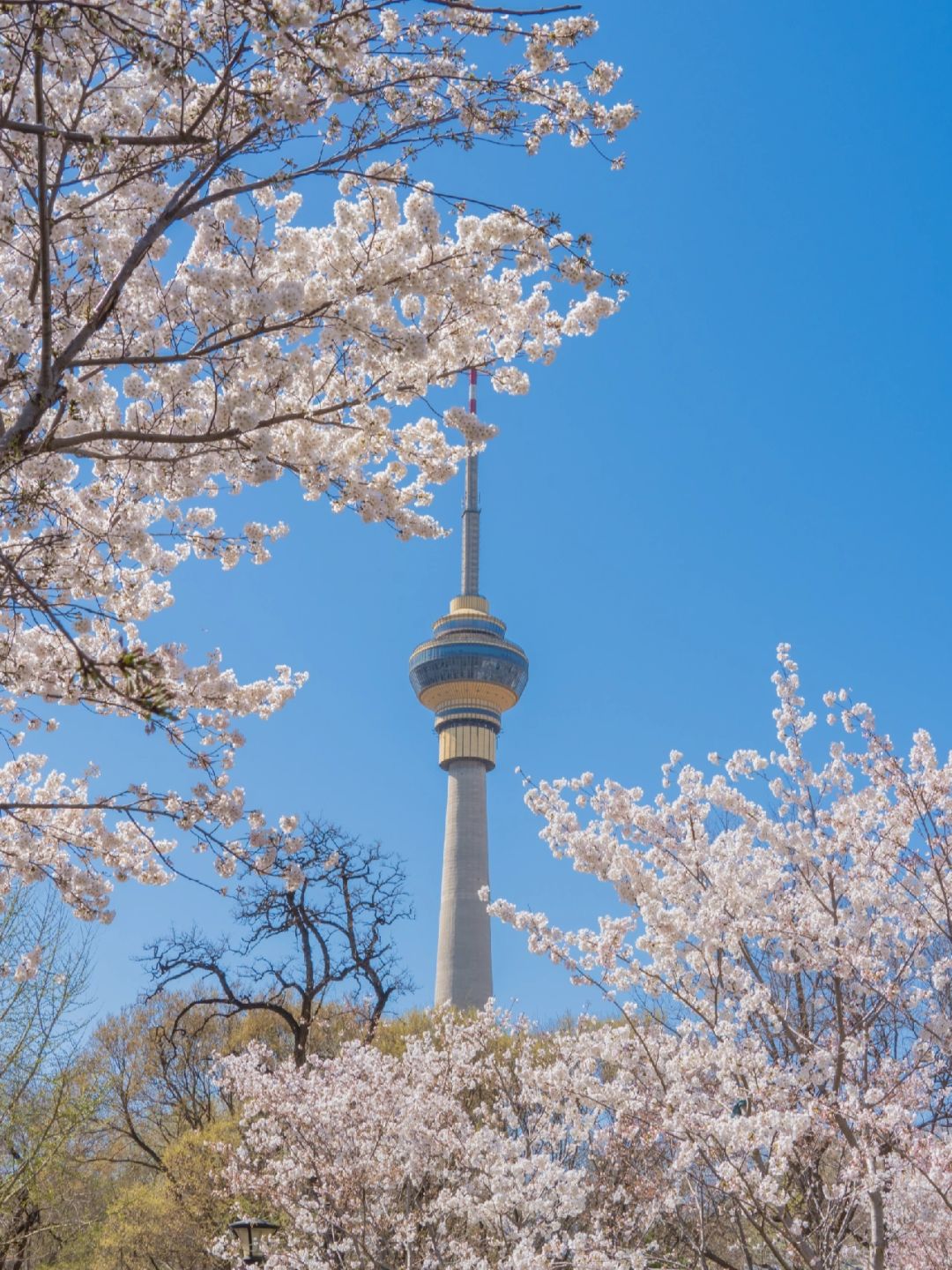 Beijing/Tianjin-Beijing Yuyuantan Park has the largest variety of cherry blossoms in Beijing!