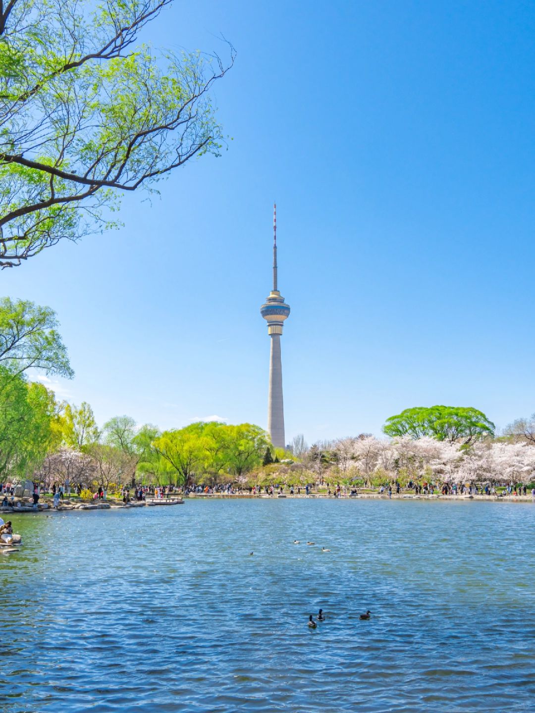 Beijing/Tianjin-Beijing Yuyuantan Park has the largest variety of cherry blossoms in Beijing!