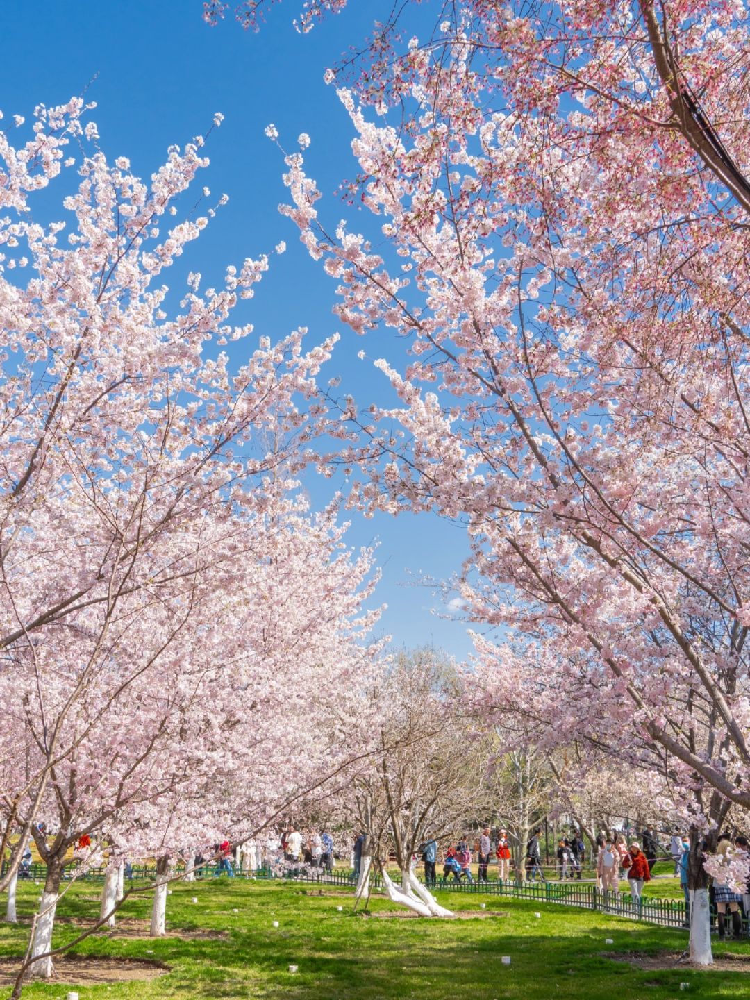 Beijing/Tianjin-Beijing Yuyuantan Park has the largest variety of cherry blossoms in Beijing!