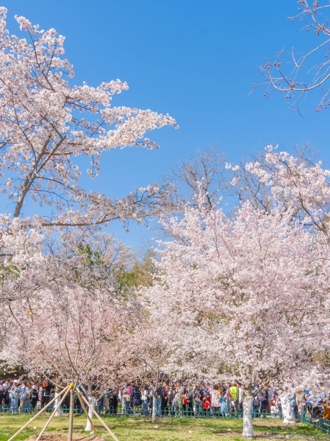 Beijing/Tianjin-Beijing Yuyuantan Park has the largest variety of cherry blossoms in Beijing!